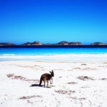 爆走2,000km!海の先は南極!オーストラリア・ラッキーベイに行ったら世界一きれいだった【モテ旅・後半戦】